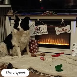 Jasmine - Border Collie