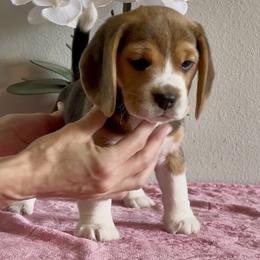 Beagle Puppies from Fuller Beagles