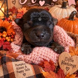 Girl 2 - Black and tan female Yorkshire Terrier puppy in Cameron, Oklahoma from Jane’s Yorkies