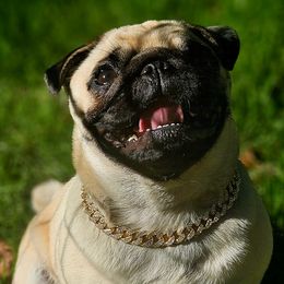 Pugs from Pawsome Pug Companions