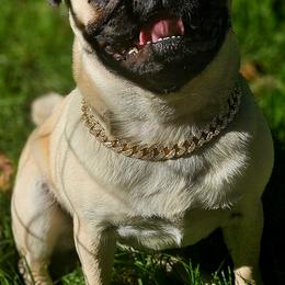Pugs from Pawsome Pug Companions