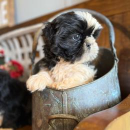 Theo - Black and white male Shih Tzu puppy in Taylorsville, North Carolina from Feather & Tail Acres