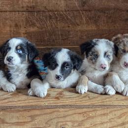 Australian Shepherds from Foster Creek Farm