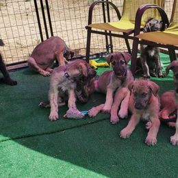 Irish Wolfhound Puppies from Wicked Wolfhounds Ltd.