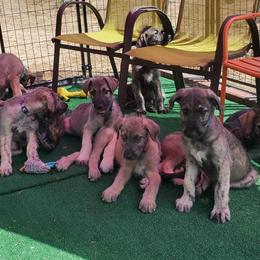 Irish Wolfhound Puppies from Wicked Wolfhounds Ltd.
