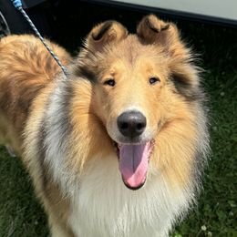 Saffron - Sable and white female Collie puppy in Sun Prairie, Wisconsin from Jolis Collies