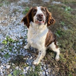 Cassie - English Springer Spaniel