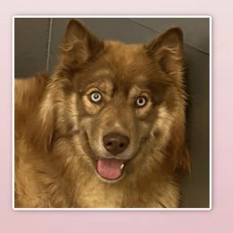 Cherokee  - Siberian Husky