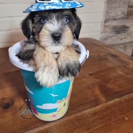 Miniature Schnauzer and Yorkshire Terrier Puppies from Puppy Sugars Kennels