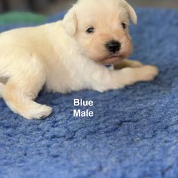 Blue Male - White male Miniature Schnauzer puppy in Springdale, Arkansas from Rc Kennels