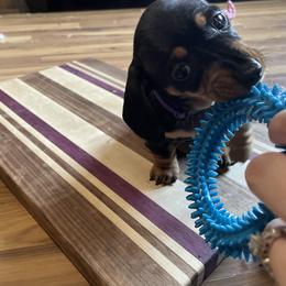 Dachshund Puppies from Hursh’s Hounds