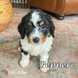 Bernedoodle Puppies from Abby Hamilton