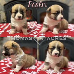 Psalm - Red female Pembroke Welsh Corgi puppy in Raymond, Illinois from Thomas Acres