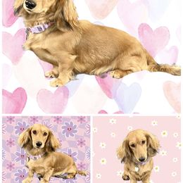 Fiona Nona - Dachshund