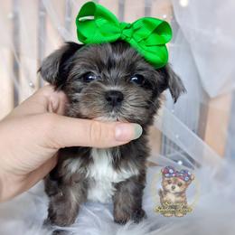 Korean Merle Heihei - male Companion Cross puppy in Barren Springs, Virginia from Seeking Shalom Acres Maltese, Maltipoos & Havamalts