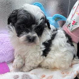 Campbell - Black & white male Maltipoo puppy in Colonial Beach, Virginia from BeachRidge Pups
