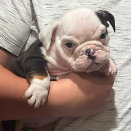 Bobo - Black tri-color male Bulldog puppy in Toccoa, Georgia from The Grooming Barn LLC/ Wet Dog Ranch