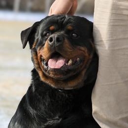 Rottweilers from Truhero Dog Kennel