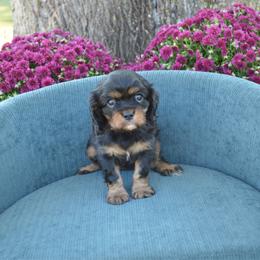 Claire - Black and tan female Cavalier King Charles Spaniel puppy in Resaca, Georgia from Freeman's Royal Cavaliers