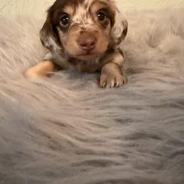 Princeton - Dapple male Dachshund puppy in Call, Texas from Dachshund D’Amore