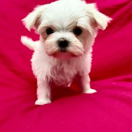 Bella Dolce 1 - White female Maltese puppy in Phoenix, Arizona from Bella Dolce Maltese