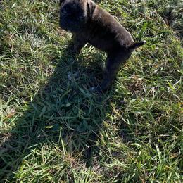 Aquarius - Brindle female Boxer puppy in Custer, South Dakota from Tracy's Boxers