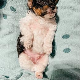 Samson - Parti male Poodle puppy in Flint, Michigan from Anytime Doodles