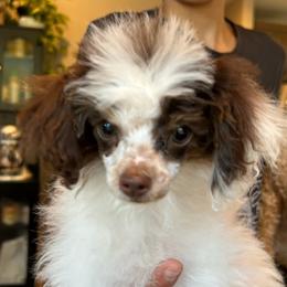 Candy - Poodle