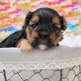 Baxter - Black & tan tri-color male Morkie puppy in Monticello, Iowa from Ashley’s Puppies