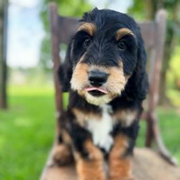 Kona - Tri-color female Bernedoodle puppy in Aubrey, Texas from Four Willows Farm