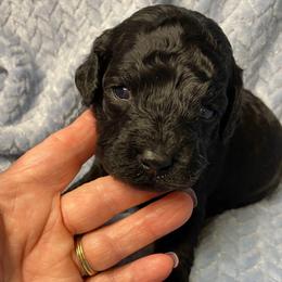 Clove - Black male Goldendoodle puppy in Greenville, South Carolina from Law Doodles of SC