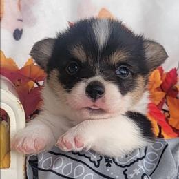 Silver bandana boy - Black and tan male Pembroke Welsh Corgi puppy in Cherokee, Oklahoma from MCS Farms-OK