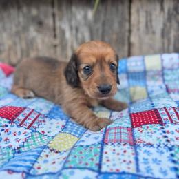 Tucker - Red male Dachshund puppy in Licking, Missouri from Bean Creek Dachshunds & Terriers