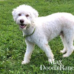 Max - Labradoodle