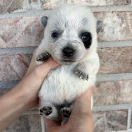 Boy 4 - Blue male Australian Cattle Dog puppy in Irvington, Kentucky from Dry Valley’s Australian Cattle Dogs