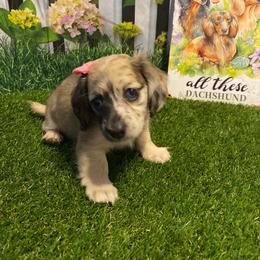 Moon 'Moonpie' - Dapple female Dachshund puppy in Haines City, Florida from Deal’s Doxies