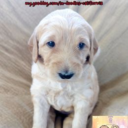 Rio - Cream female Goldendoodle puppy in Santa Cruz, California from Lu Doodles