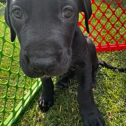 Great Dane Puppies from Denver Danes