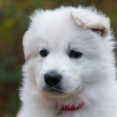 Red collar - Berger Blanc Suisse puppy in Graham, Washington from Itrek White Swiss Shepherds