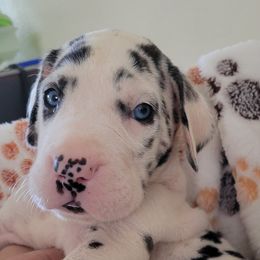 Girl 8 Dark Green - Harlequin Great Dane puppy in Enumclaw, Washington from Lord's Danes