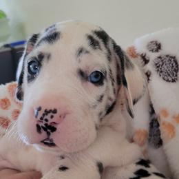 Girl 8 Dark Green - Harlequin Great Dane puppy in Enumclaw, Washington from Lord's Danes
