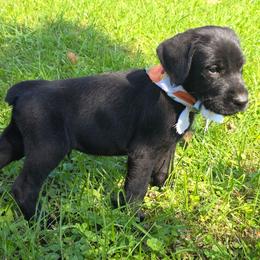 Turben - Black male Giant Schnauzer puppy in Fraziers Bottom, West Virginia from Loyal Hearts Farm / RK's Dobermans