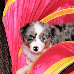 Australian Shepherd Puppies from LKN Aussies