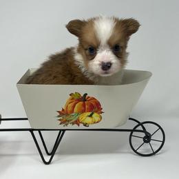 Fiona (sable bluie fluffy) - Sable female Pembroke Welsh Corgi puppy in Waco, Texas from The Comma Corgis