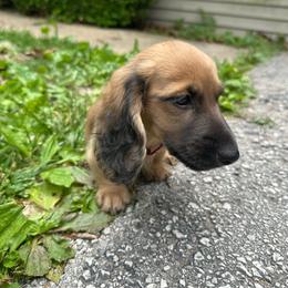 Maggie - Cream female Dachshund puppy in Cabool, Missouri from Cedar Creek Doxies