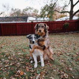 Australian Shepherd All Grown Up from Wexford Creek Aussies
