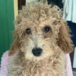 Marigold - Apricot female Goldendoodle puppy in Lowville, New York from Adirondack Labradoodles