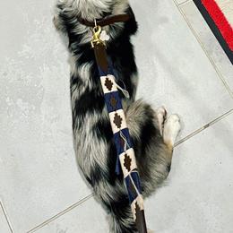 Miniature Australian Shepherd Puppies from Integrity Aussies Tx