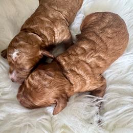 Duke - Red  male Goldendoodle puppy in Davie, Florida from Daviegoldendoodles