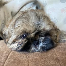 Shih Tzu Puppies from Prestige Shih Tzu Family